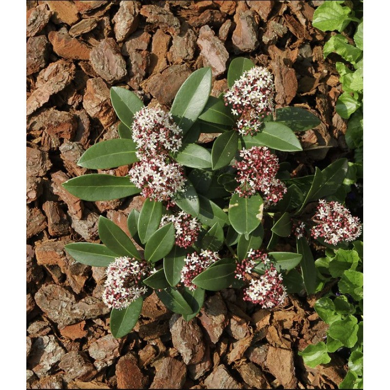 Priežu mizas mulča Premium 30/70mm, 50l